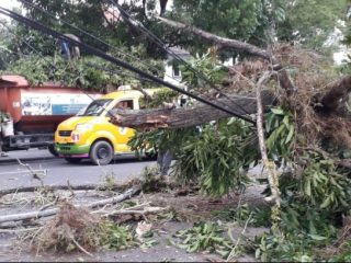 Kurang Dirawat Pohon Besar Tumbang, Jalan Imam Bonjol Medan Macet