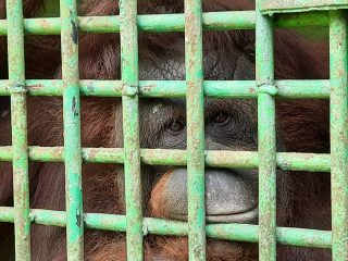 Pembangunan Berkelanjutan Lindungi Orangutan Tapanuli dari Kepunahan