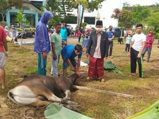 SMA Negeri 1 Matauli Pandan, Sembelih 4 Ekor Lembu 6 Ekor Kambing