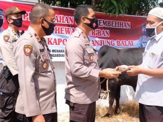 Sambut Hari Raya Idul Adha, Polres Tanjungbalai serahkan 2 sapi kurban ke pengurus Masjid
