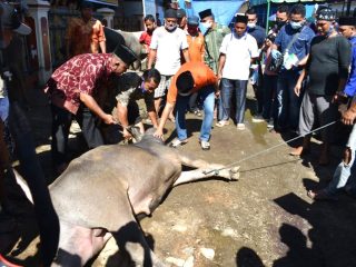 Katua Gadang DPP HIKKBAR Hadiri dan Saksikan Penyembelihan Hewan Qurban