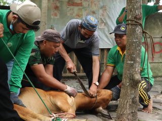 Menjadi Bentuk Semangat Pengorbanan, UIN SU Sembelih 48 Hewan Kurban