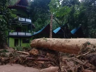 Seret Kayu Gelondongan, Perambahan Liar Picu Banjir Bandang di Bukit Lawang?