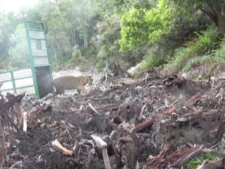 Ditangkap di Tapsel, Harimau Sumatera bernama Sri Nabilla Dilepasliarkan di Gayo Lues