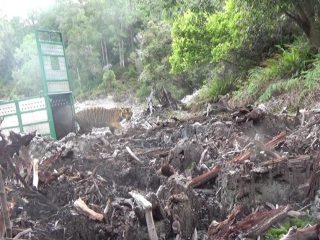 Ditangkap di Tapsel, Harimau Sumatera bernama Sri Nabilla Dilepasliarkan di Gayo Lues