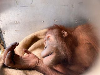 Repatriasi dari Malaysia dan Thailand, 11 Orangutan Sumatra Tiba di Sumut dan Jambi