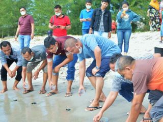 Pemkab Tapteng Lepasliarkan 115 Ekor Penyu Lekang di Pantai Binasi