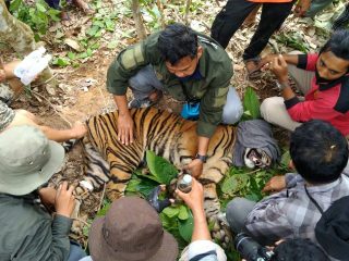 Ditemukan Dalam Kondisi Terjerat di Aceh, Harimau Sumatera Berhasil Diselamatkan