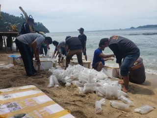 KKP Kembali Lepasliarkan 89.018 Benih Lobster Bernilai Rp8,9 M Hasil Sitaan