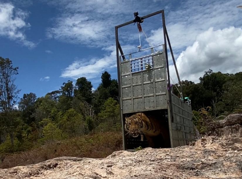 KLHK Kembali Lepasliarkan 'Suro' Harimau Sumatera ke Taman Nasional Gunung Lesuser