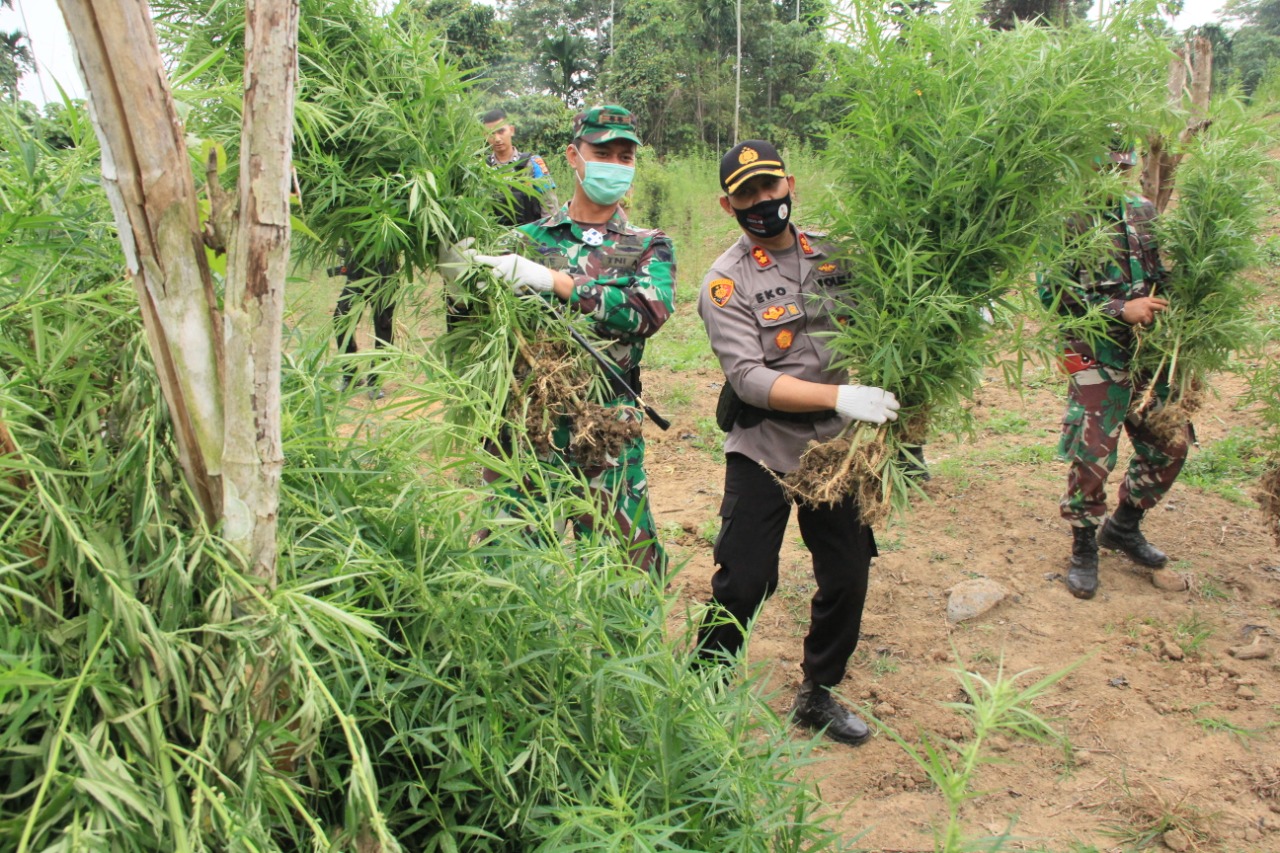 Ladang Ganja Seluas 5 Hektar di Desa Jurong Dimusnahkan, Seorang Tersangka Diamankan