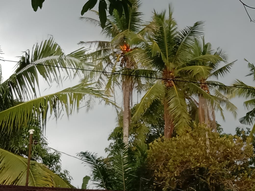 Pohon Kelapa di Pinangsori Terbakar Setelah Disambar Petir