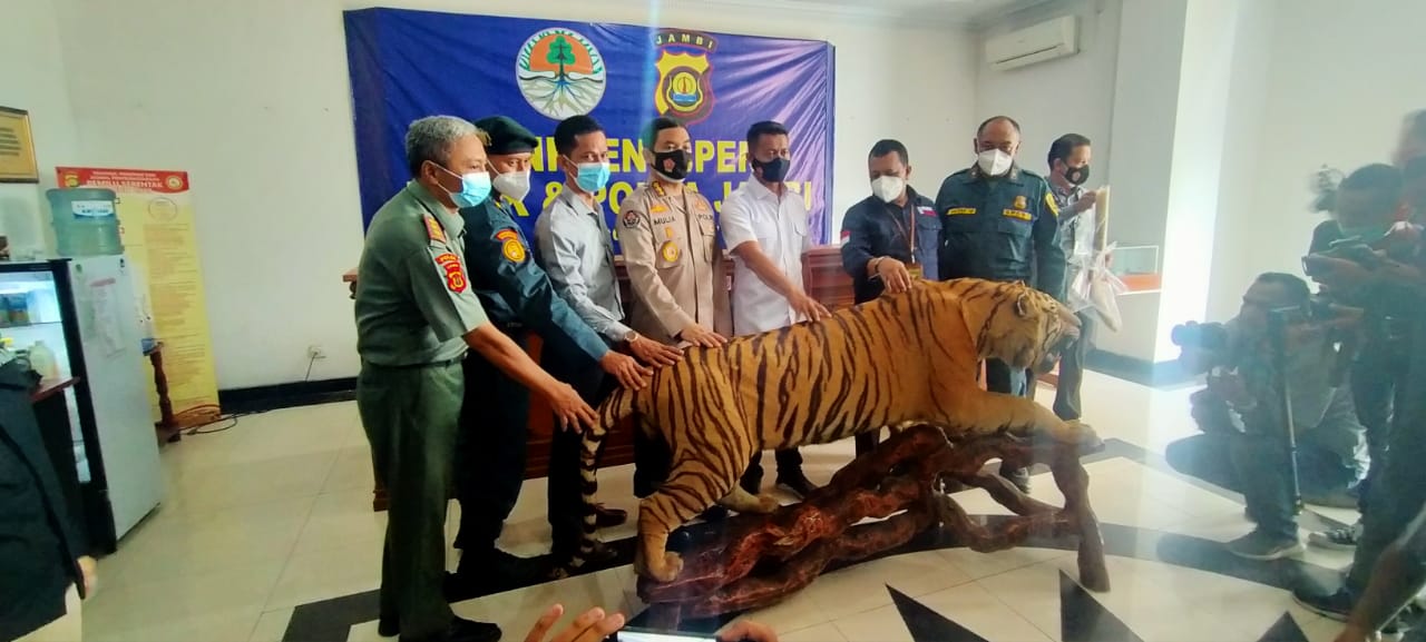 Jual Opsetan Harimau Sumatera dan Gading Gajah, 3 Pelaku Ditangkap Gakkum KLHK