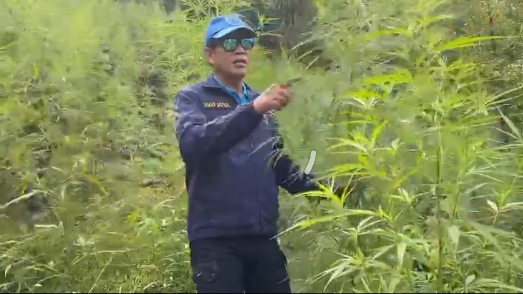 BNN Temukan 9 Hektar Ladang Ganja di Lhokseumawe