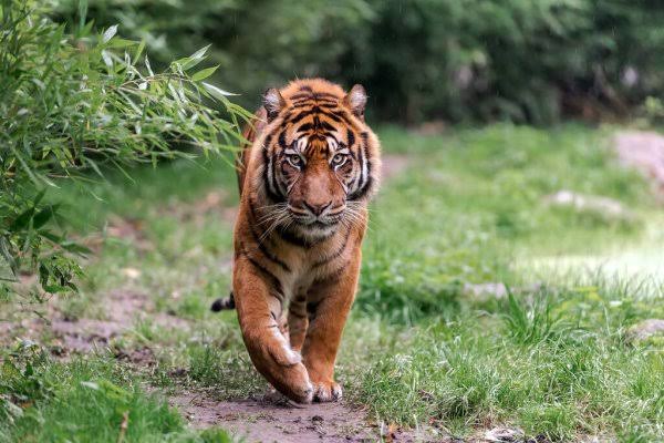 Warga Agam Sumbar Diteror Harimau, Sejumlah Ternak Dimangsa