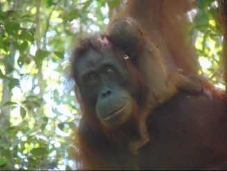 Orangutan ke 18 Kembali Lahir di Suaka Margasatwa Lamandau Kalteng
