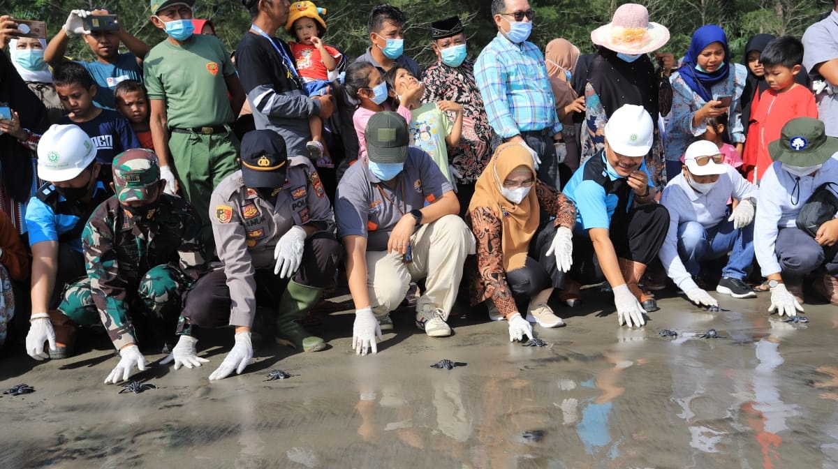 Peringati Hari Penyu Sedunia, 145 Ekor Tukik Dilepasliarkan