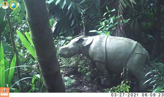 Lahir di TN Ujung Kulon-TMII, Koleksi Satwa Langka Badak Jawa dan Elang Jawa Bertambah