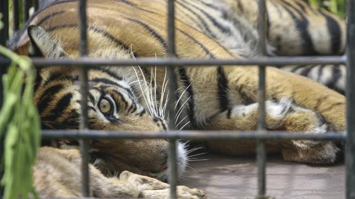 BKSDA Sumbar Lepasliarkan Harimau Sumatera ke Hutan Lindung Pasaman Barat
