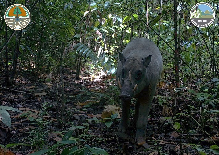 Dikira Hanya Mitos, BKSDA Buktikan Keberadaan Jenis Babirusa Maluku