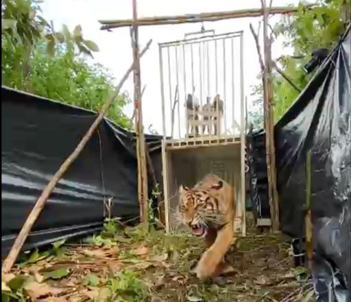 Global Tiger Day 2021, KLHK Lepasliarkan Harimau Sumatera 'Sipogu'