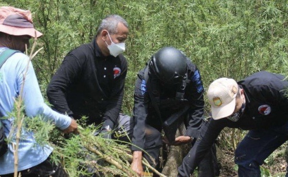 Bareskrim Polri Gagalkan Peredaran Ganja 529 Kilogram dan Bakar Ladang Ganja di Aceh