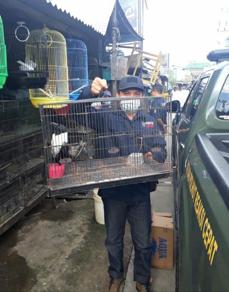 3 Tersangka Diamankan, Balai Gakkum KLHK Hentikan Perdagangan Ilegal Ratusan Burung