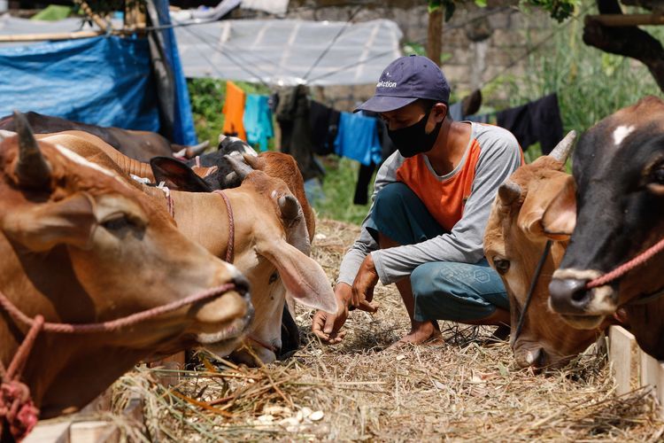 Hari Raya Kurban Saat Pandemi, Begini Aturan yang Dikeluarkan Kemenag