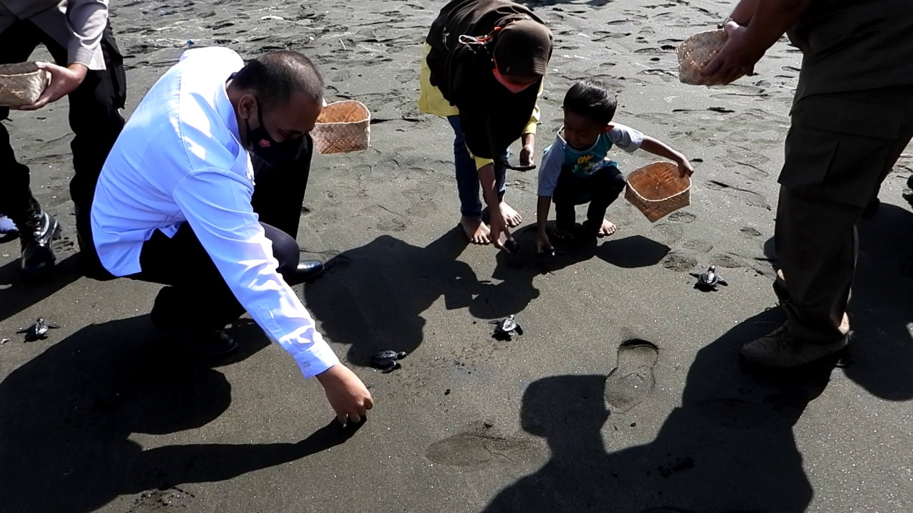 BKSDA Jateng Lepasliarkan Ratusan Tukik Penyu Lekang di Pantai Sodong Cilacap