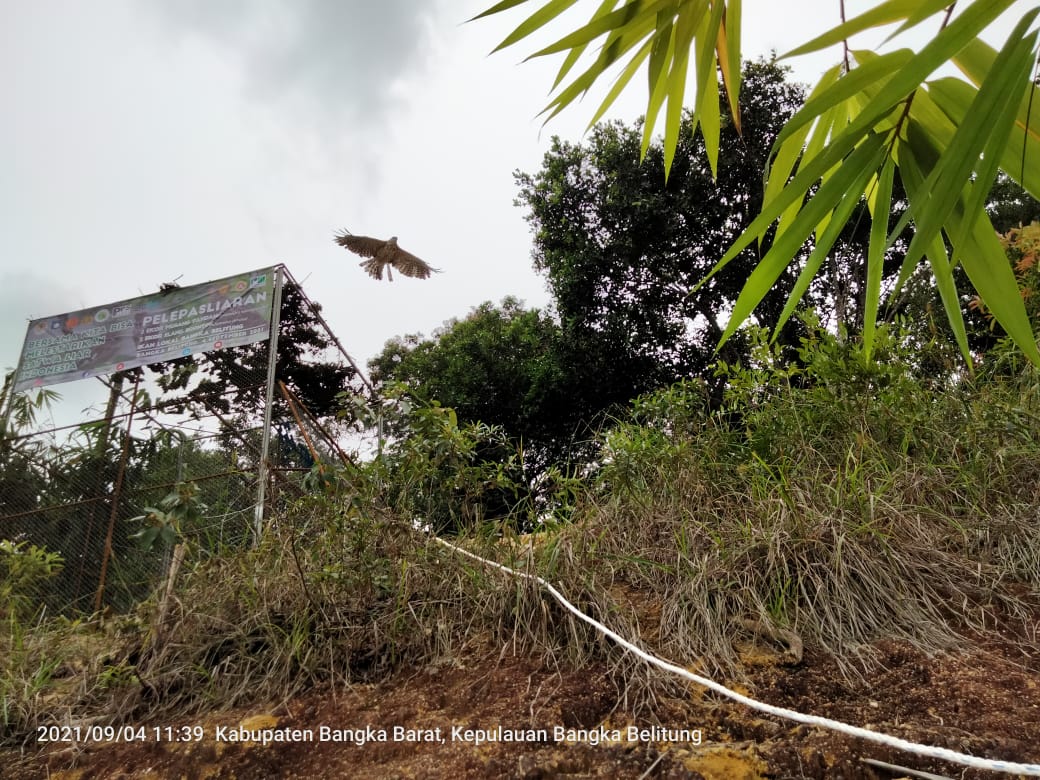 BKSDA Sumsel Lepasliarkan Musang Pandan dan Elang Brontok di Gunung Menumbing