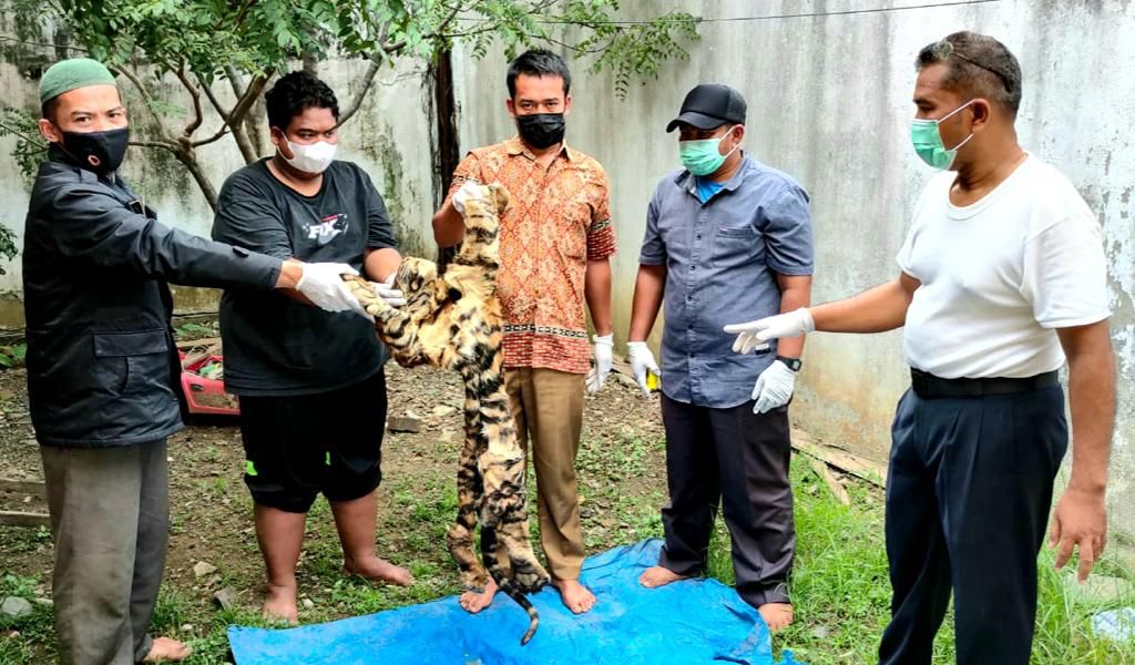 KLHK dan Polda Aceh Ringkus Penjual Kulit Harimau