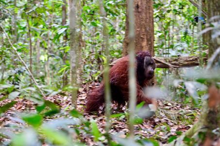 Ciko Si Orangutan, Dilepasliarkan di Hutan Lindung Sungai Lesan Kaltim