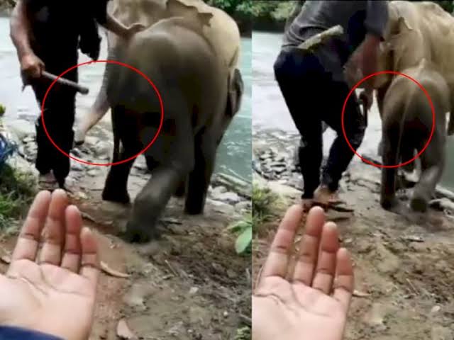 Viral Video Pawang Pukul Anak Gajah di Tangkahan, Ini Kata BBTNGL