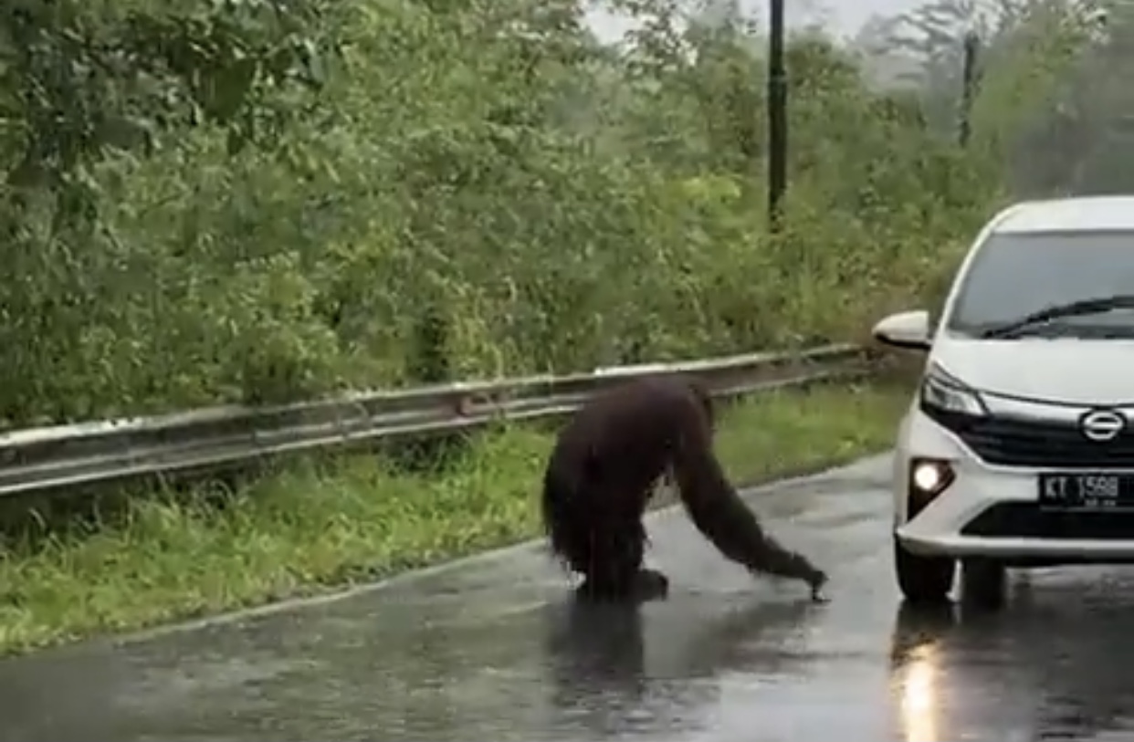 Viral Orang Utan Muncul di Jalan Raya, Diduga Habitat Kian Tergerus Tambang