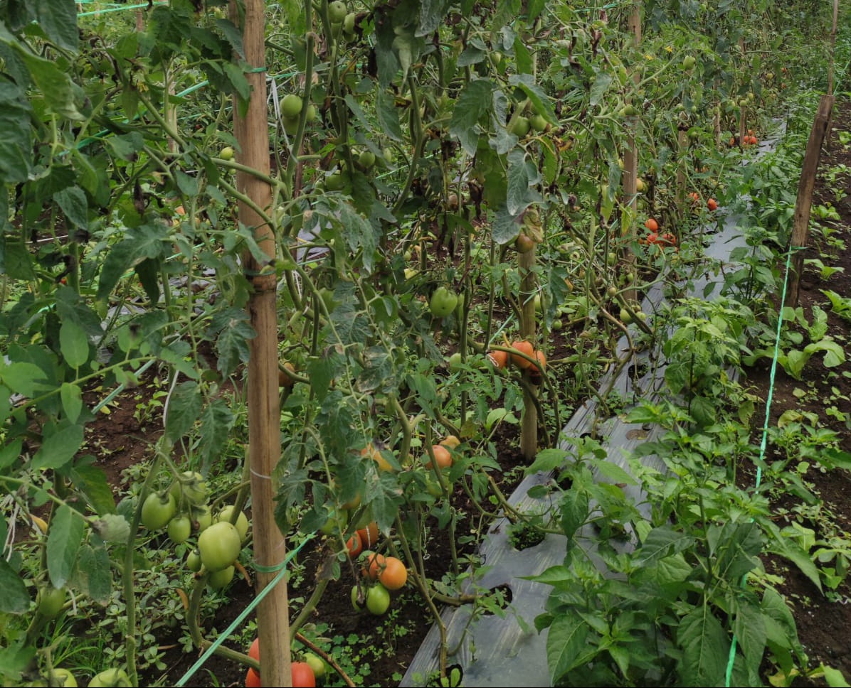 Komoditi Tomat di Karo Terancam Gagal Panen