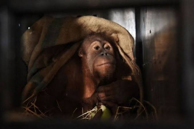 Selain Kerangkeng Manusia, BKSDA Sita Orang Utan dan Satwa Langka dari Rumah Bupati Langkat