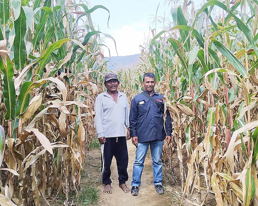 Berharap Harga Tetap Stabil, Petani Jagung di Kabupaten Karo Bersiap Panen Raya