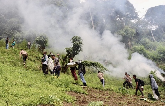 Tangkap Tersangka Narkoba, Poldasu Musnahkan Dua Hektar Ladang Ganja di Pegunungan Tor Mangompang