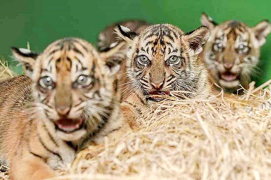 Tiga Ekor Anak Harimau Sumatera Lahir di Desa Batunanggar Paluta