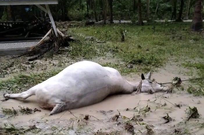 Banjir Bandang Landa Banggai Sulteng, 178 Hewan Ternak Mati