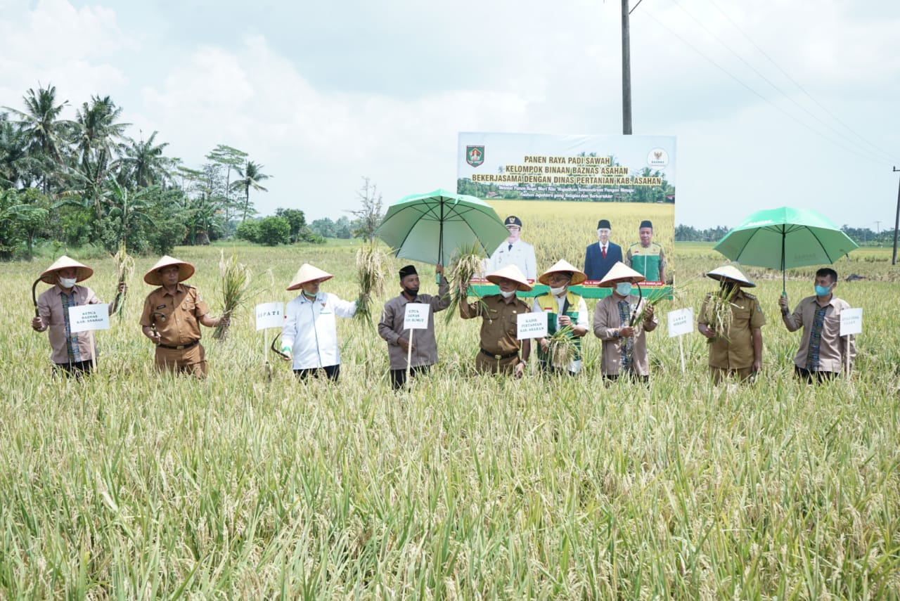 Staf Ahli Bupati Hadiri Panen Raya Padi Petani Binaan Baznas Kabupaten Asahan