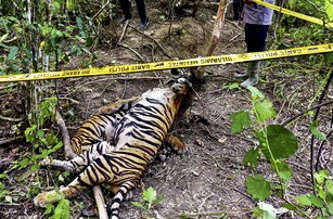 Terkena Jerat, Tiga Harimau Sumatera di Aceh Tewas