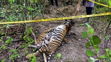 Polisi Amankan 2 Tersangka Pembunuh Tiga Harimau Sumatera di Aceh