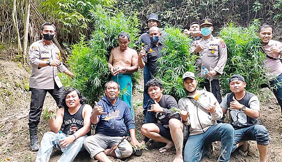 Polres Samosir Temukan Ladang Ganja Seluas Setengah Hektar Di Simanindo