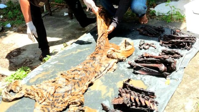Eks Bupati di Aceh Ditangkap Terkait Perdagangan Kulit Harimau