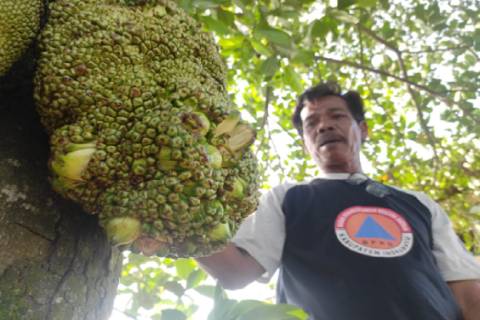 Warga Indramayu Geger, Buah Nangka Ditumbuhi Pisang Muli