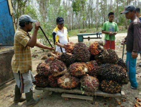 Harga TBS 'Terjun Bebas', Petani Sawit di Asahan Terjerat Utang