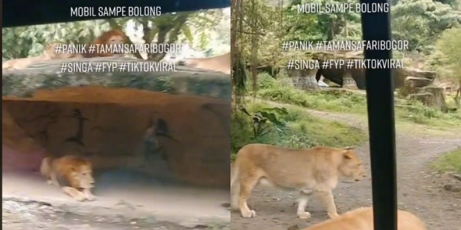 Viral Mobil Pengunjung Taman Safari Digigit Singa