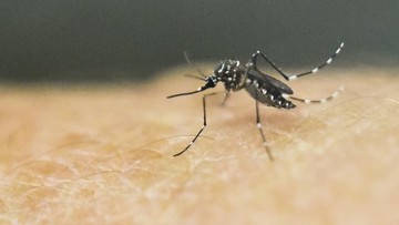 Dinkes Terbitkan Edaran agar Warga di Tangerang Waspada Chikungunya