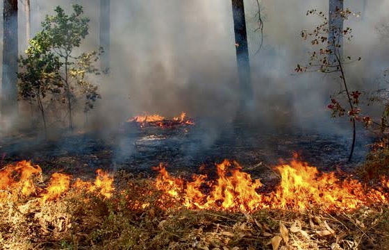 Lahan Seluas 27 Hektare di Kabupaten Rokan Hilir Riau Terbakar